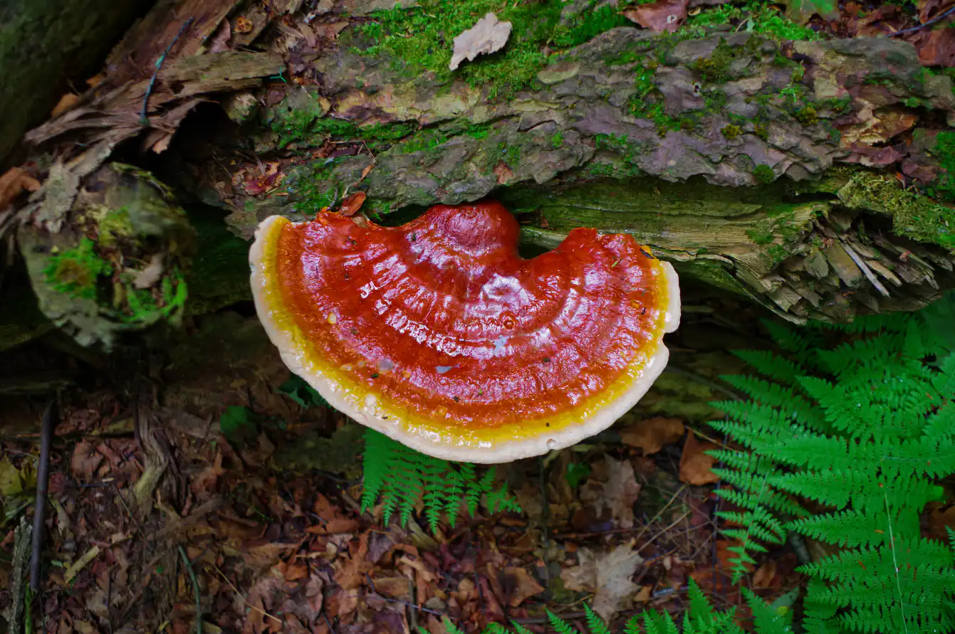 Grzyby Reishi, Ganoderma lucidum